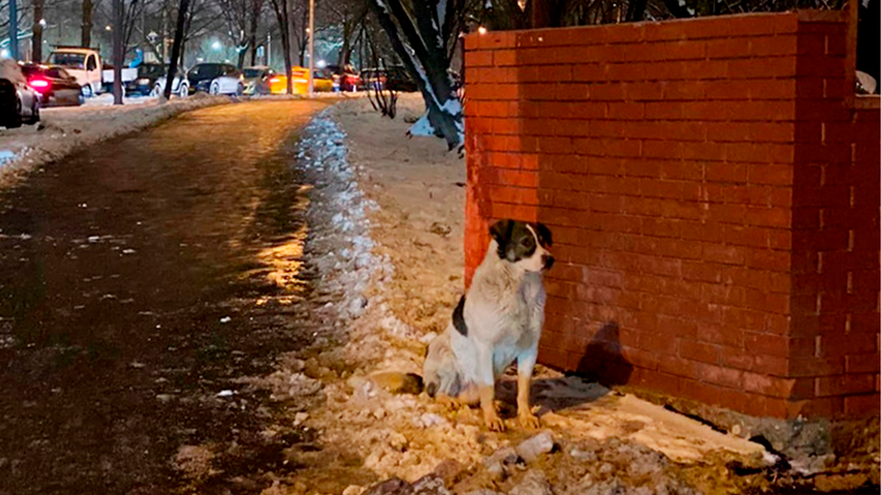 Собака не идет на улицу. Щенок Хатико. В Печатниках появился свой Хатико. День дворняги. Печатники Хатико.