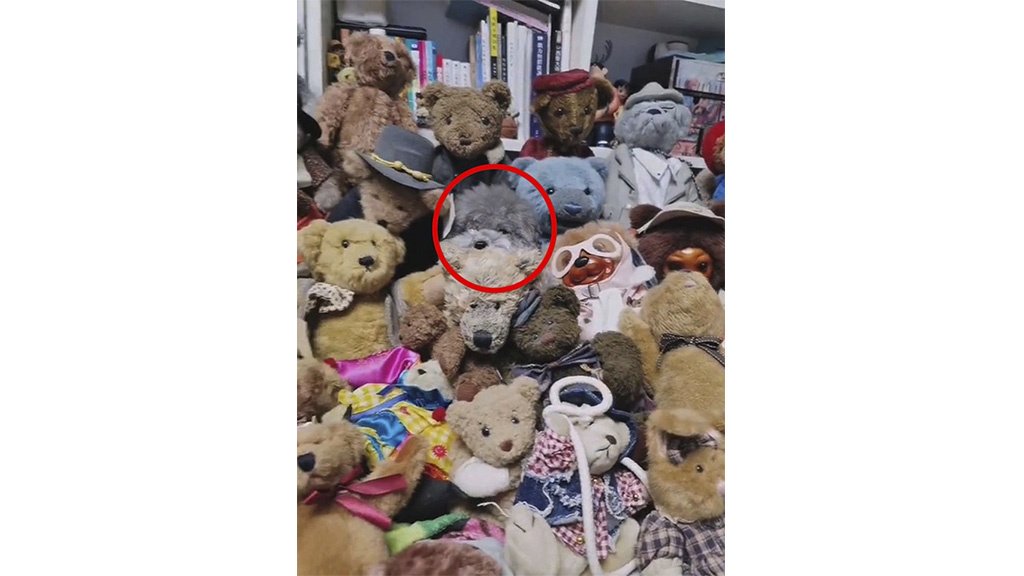 Собака Собака