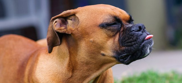 10 признаков, что собака вас чуть-чуть недолюбливает