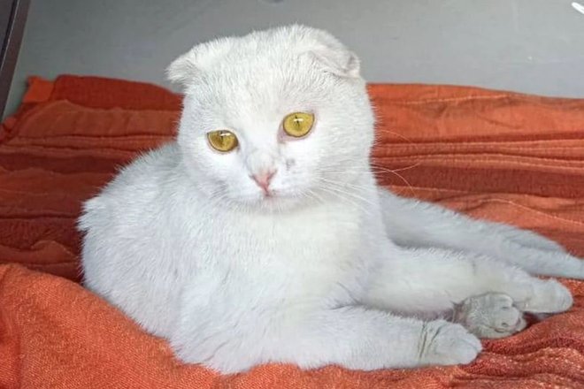 Кошка-дальнобойщица