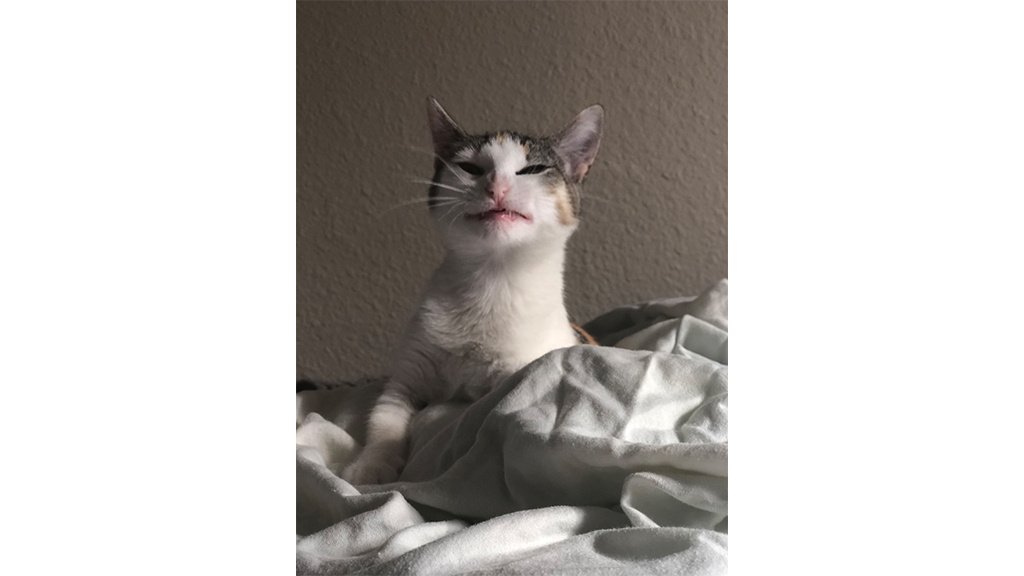 Котики