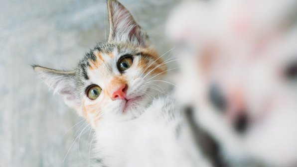 Как кошки пережевывают пищу. 3 факта, о которых вы не знали
