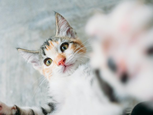 Как кошки пережевывают пищу. 3 факта, о которых вы не знали