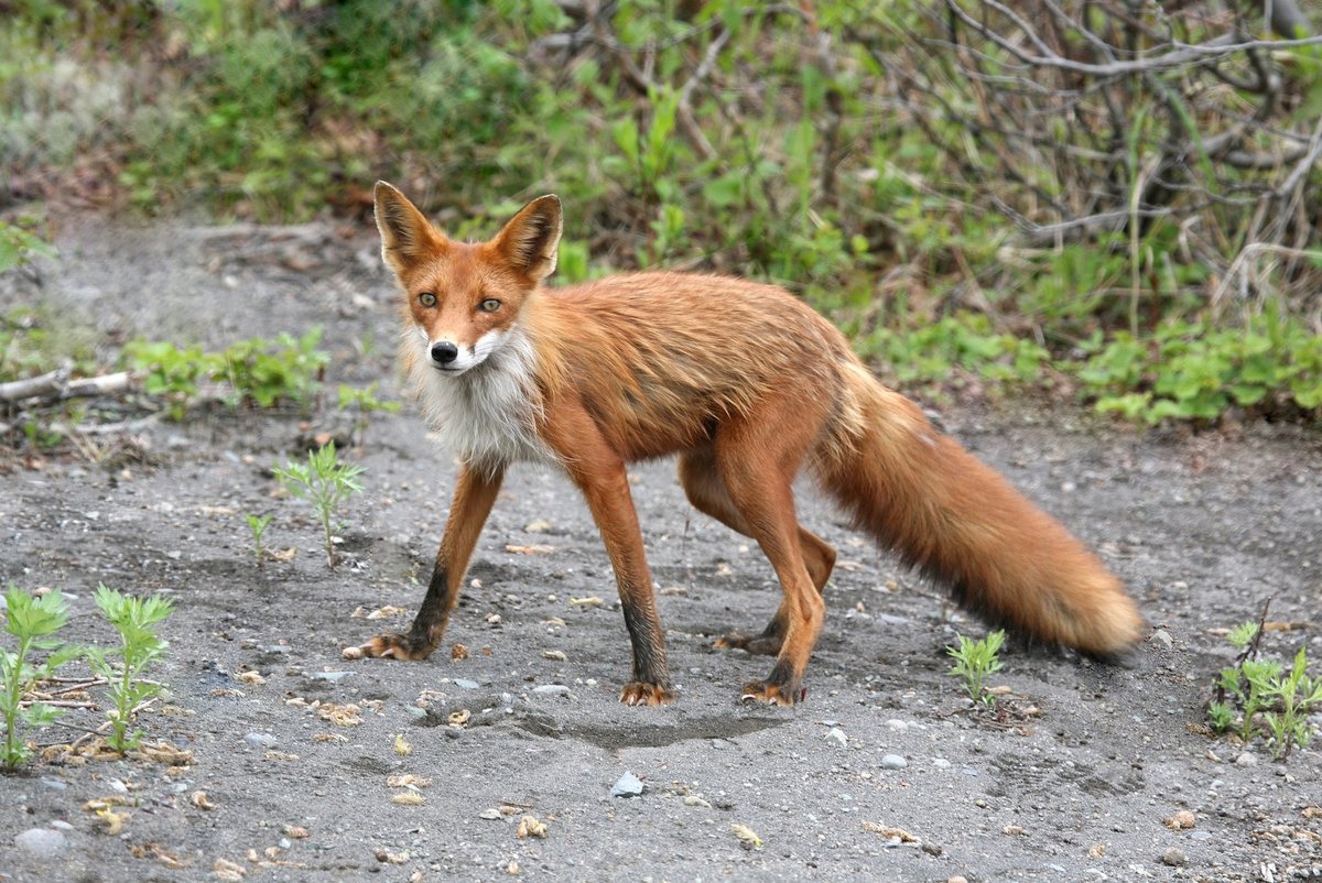 fox-2514540_1920
