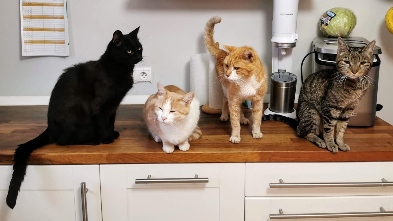 Кошка Кошка