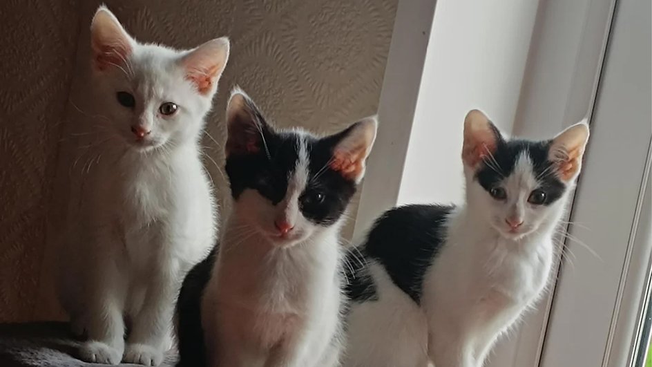 Трое котят сидят на фоне окна