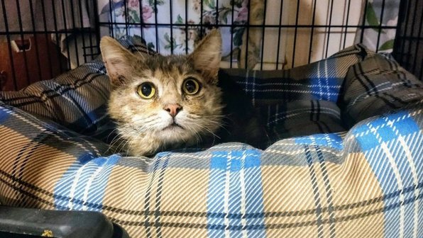 Кот с особенным взглядом остается один — его никто не хочет брать
