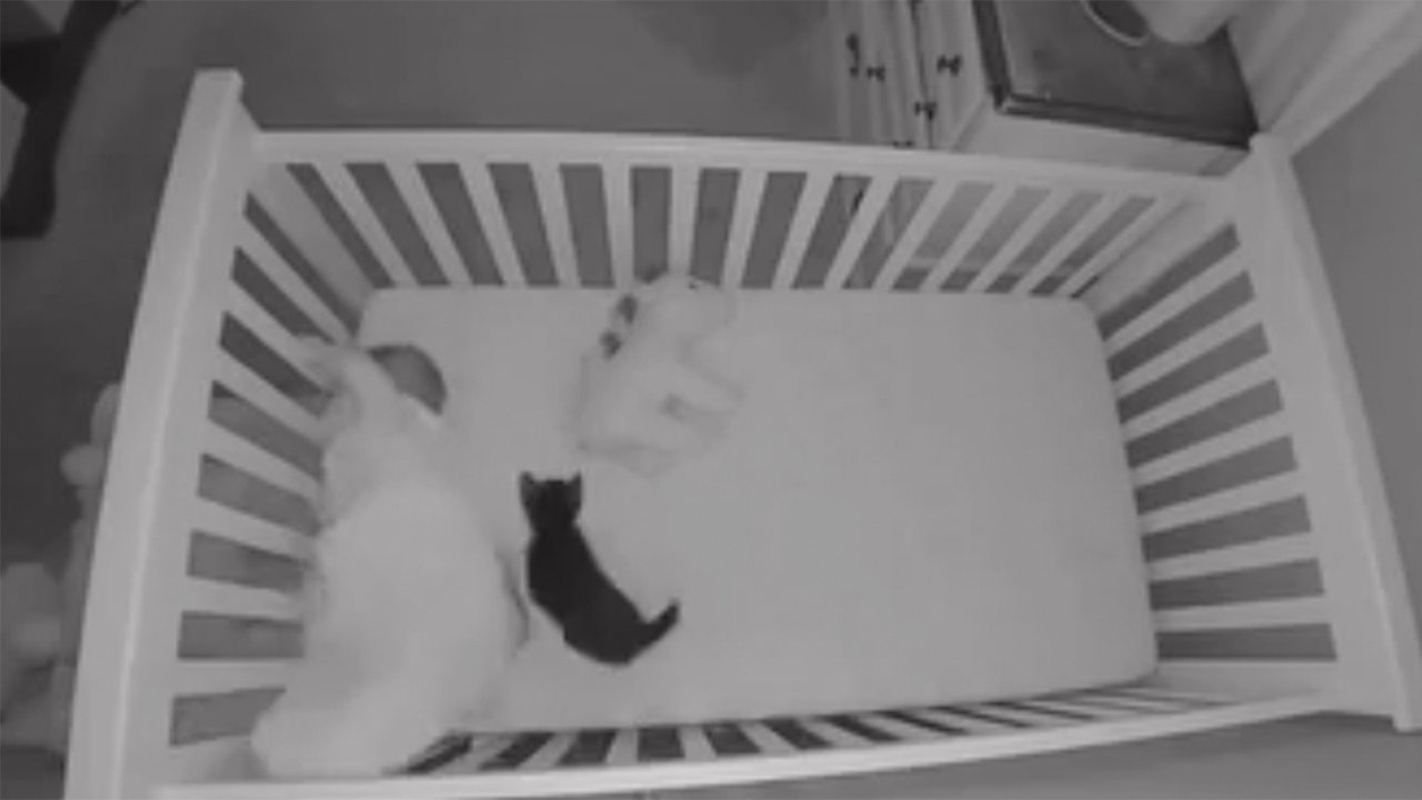 Котенок и младенец