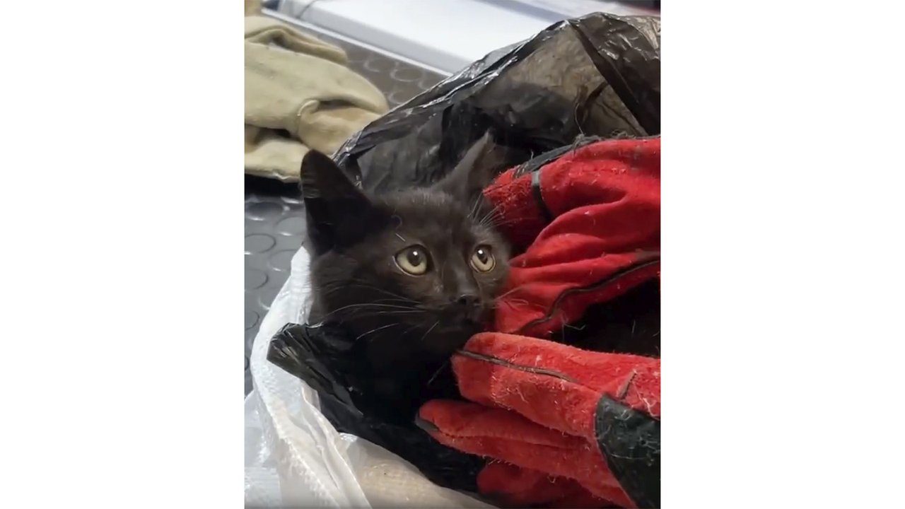 Спасенный котенок Спасенный котенок