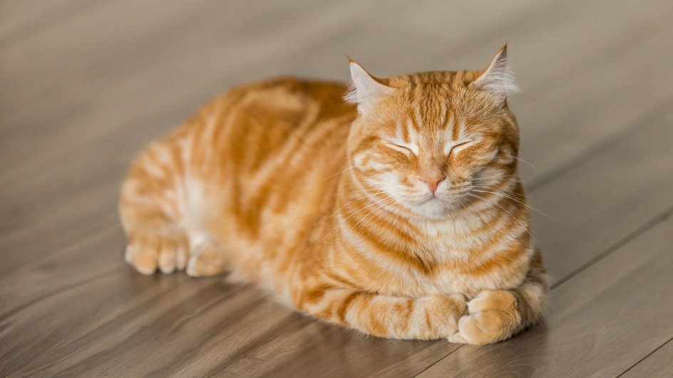 Рыжий кот лежит на деревянном полу