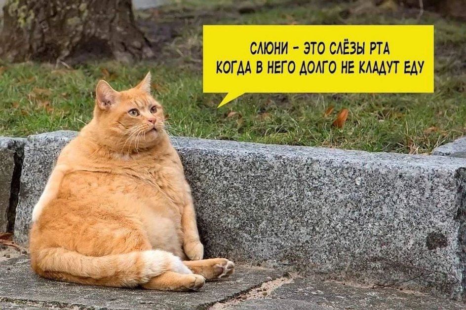 Мемы с котиками