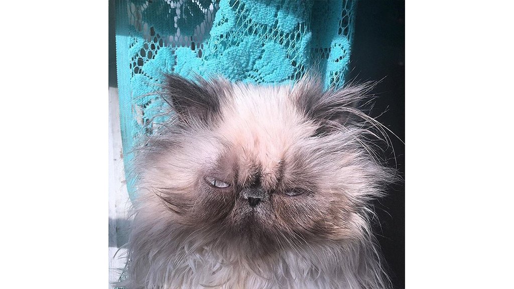 Котики