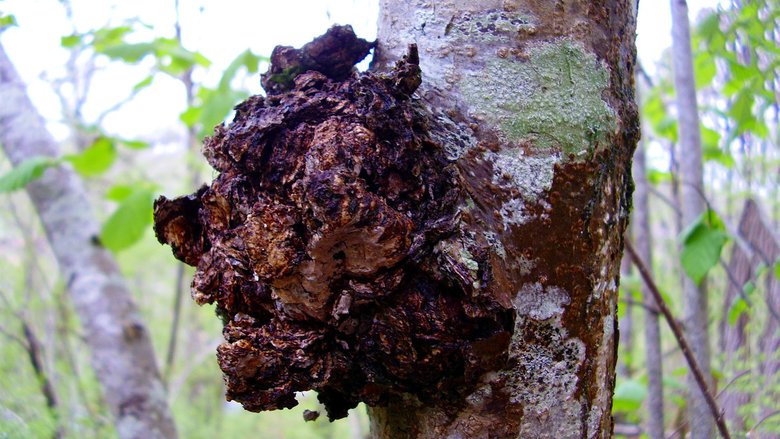 Вот так выглядит этот полезный гриб на дереве. Фото: depositphotos