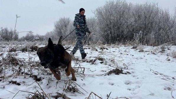 В Вологде собака помогла найти бабушку, которая заблудилась