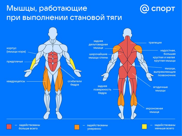 Инфографика становая тяга, работающие мышцы при тренировке с гирей Инфографика становая тяга, работающие мышцы при тренировке с гирей