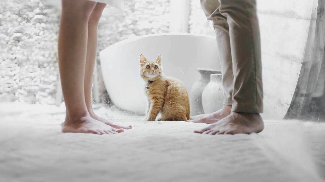 Фут-фетиш | Почему кошки без ума от наших ног - Питомцы Mail.ru