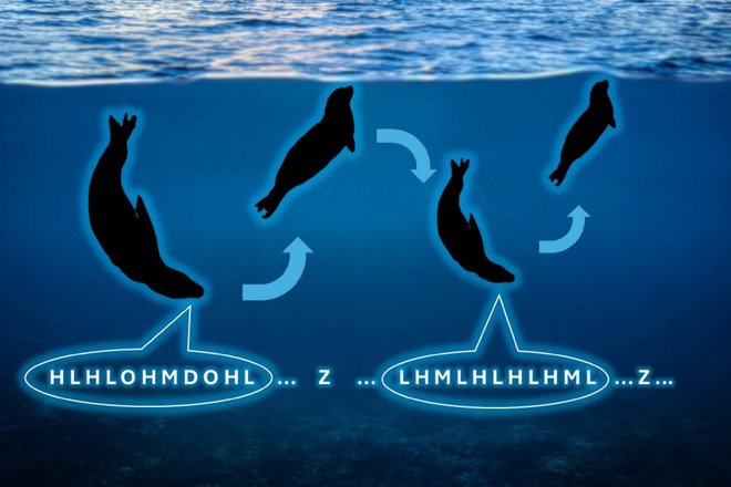 схема вокализации морского леопарда