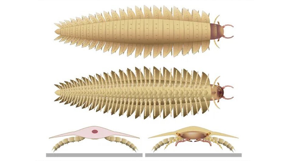 Полное изображение Arthropleura