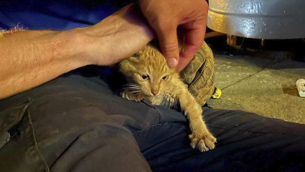 В Москве спасли котенка, который хотел стать электриком