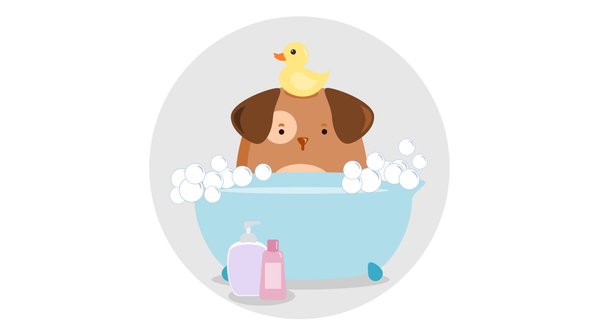 Как правильно мыть собаку? Инструкция «Питомцев»