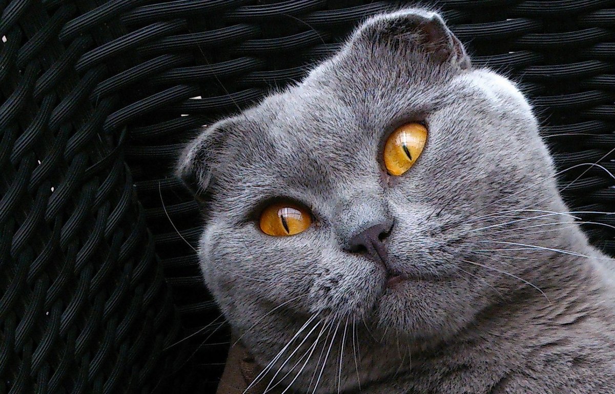 Шотландская кошка (вислоухая и прямоухая) - описание породы кошек: характер,  особенности поведения, размер, отзывы и фото - Питомцы Mail.ru