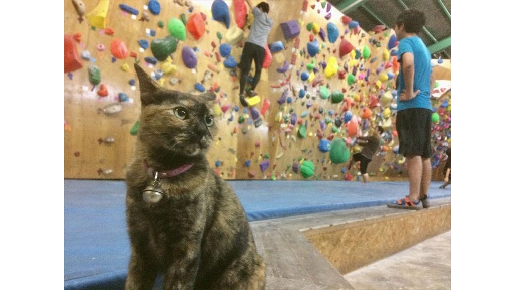Кошка Лала