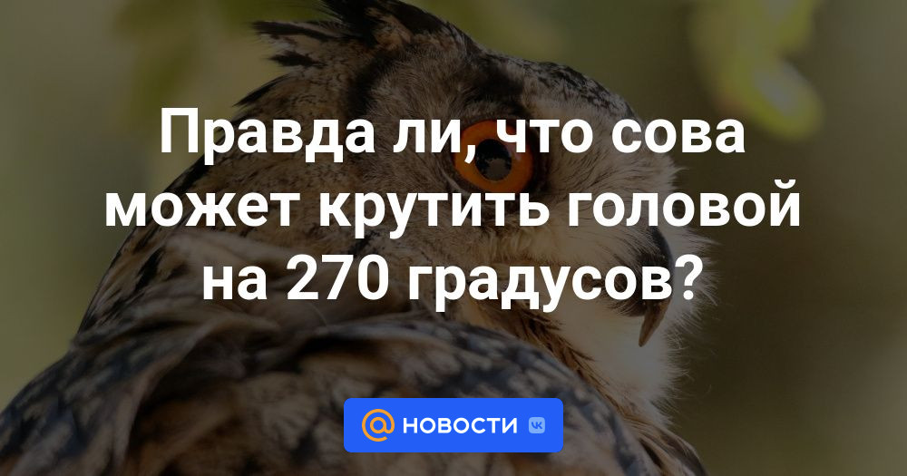 Правда ли, что сова может крутить головой на 270 градусов? - Новости Mail.ru