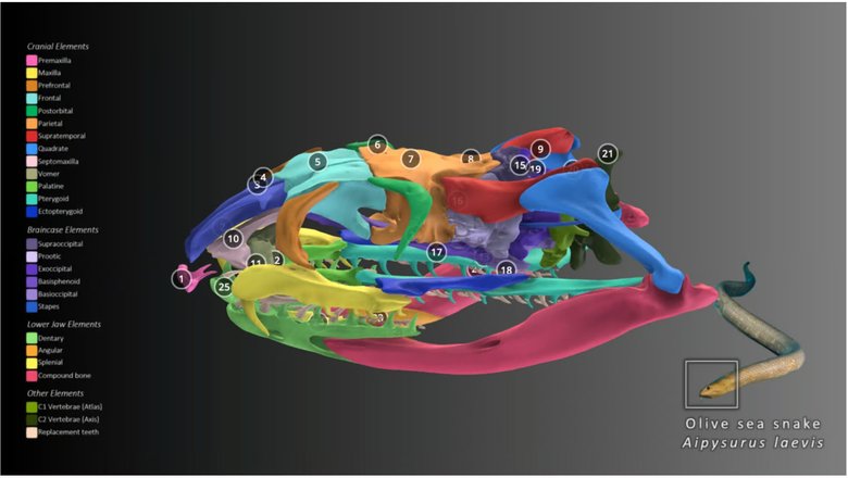 Образец интерактивных 3D-моделей, доступных на Sketchfab.