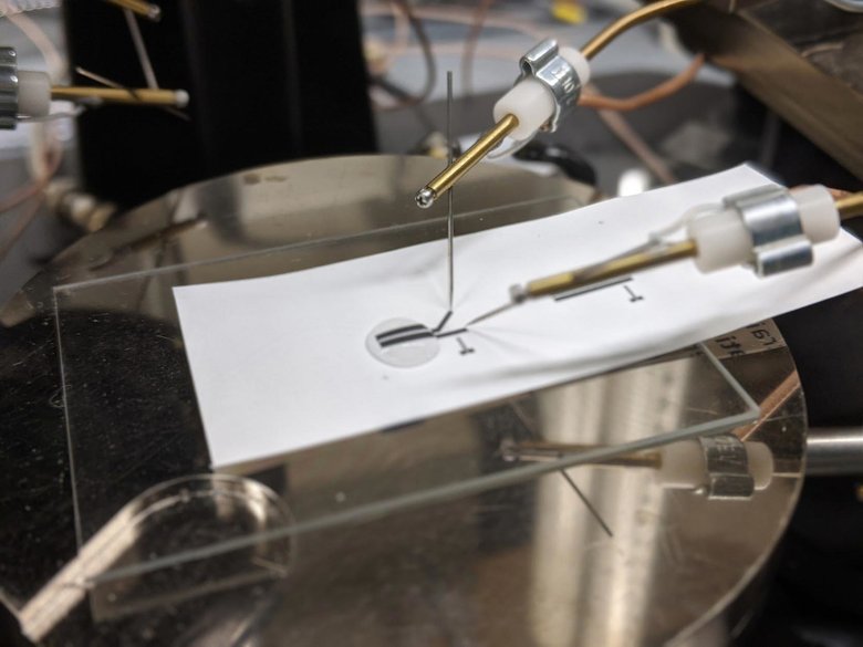 Исследователи тестируют биосенсор, сделанный из полностью перерабатываемой печатной электроники. Фото: Университет Дьюка