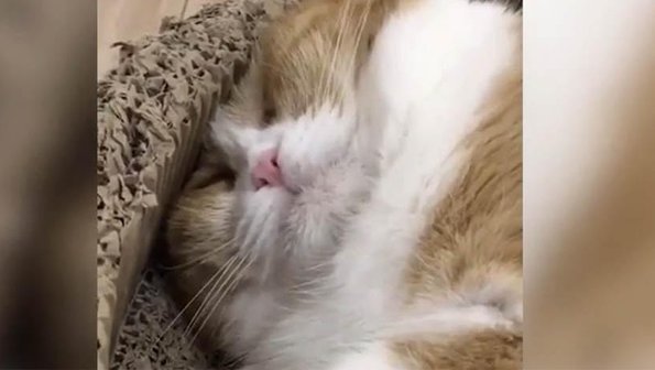 Шевелящий усами во сне кот рассмешил пользователей Сети