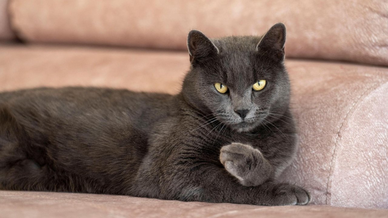 Кот Кот