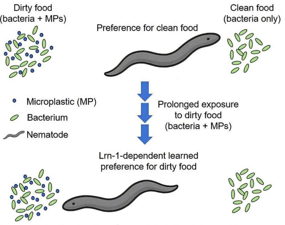 нематоды Caenorhabditis elegans нематоды Caenorhabditis elegans