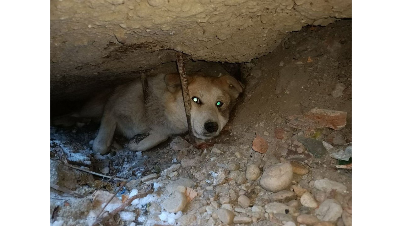 Собака побежала за кошкой и попала в ловушку