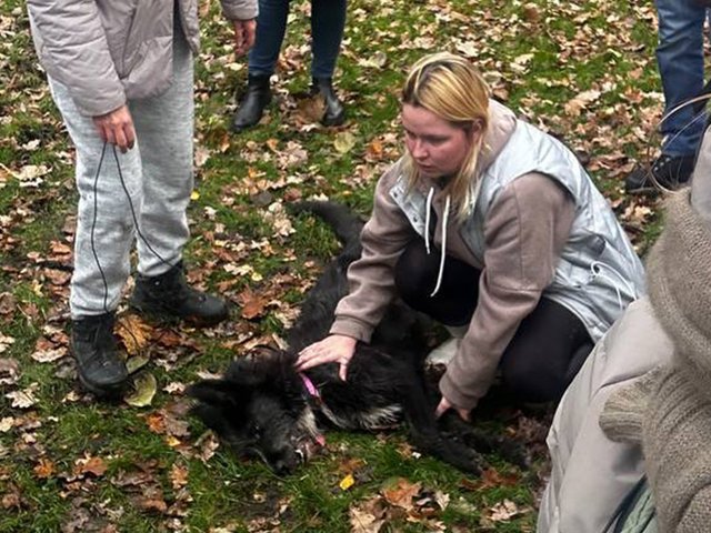 Цифра дня: год назад завершился самый долгий поиск собаки