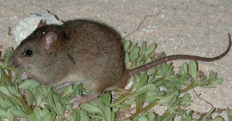 Мозаичная крыса считается официально вымершей с 2016 года. Причина вымирания — потеря мест обитания из-за климатических изменений. Фото: State of Queensland / Wikimedia