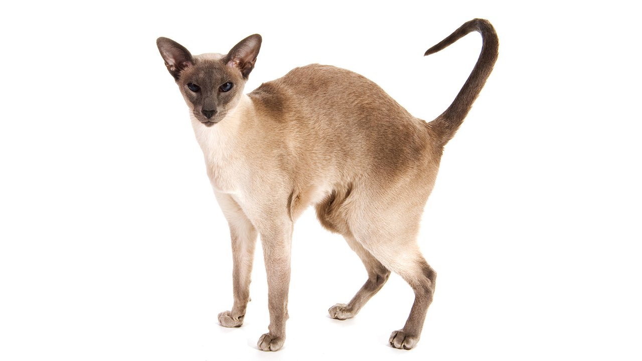 Сиамская кошка Сиамская кошка