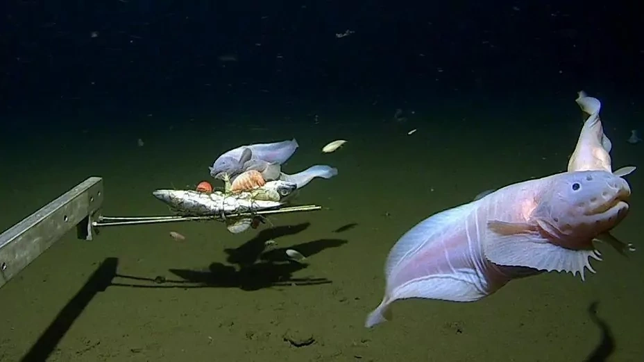 образец глубоководного морского слизня