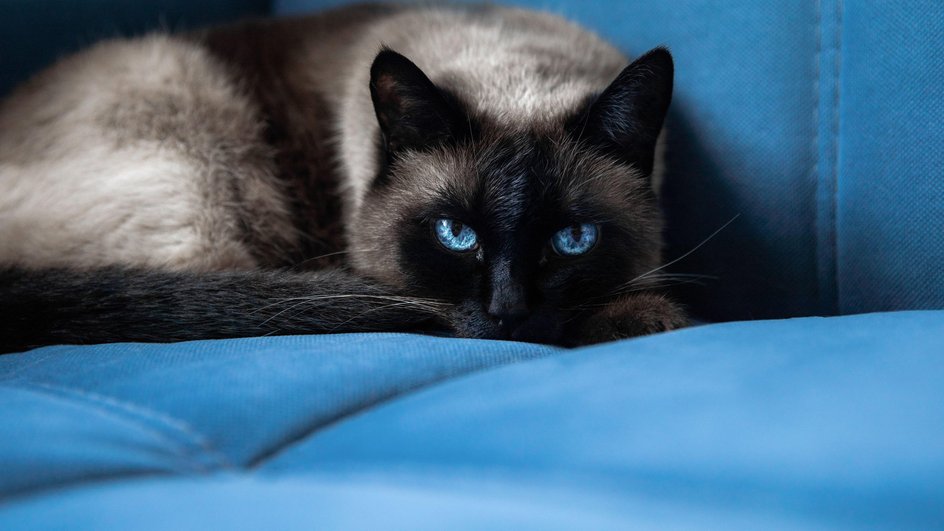 Кошка Кошка