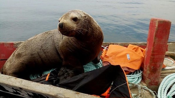 Морской котик заставил рыбаков 8 часов катать его в лодке