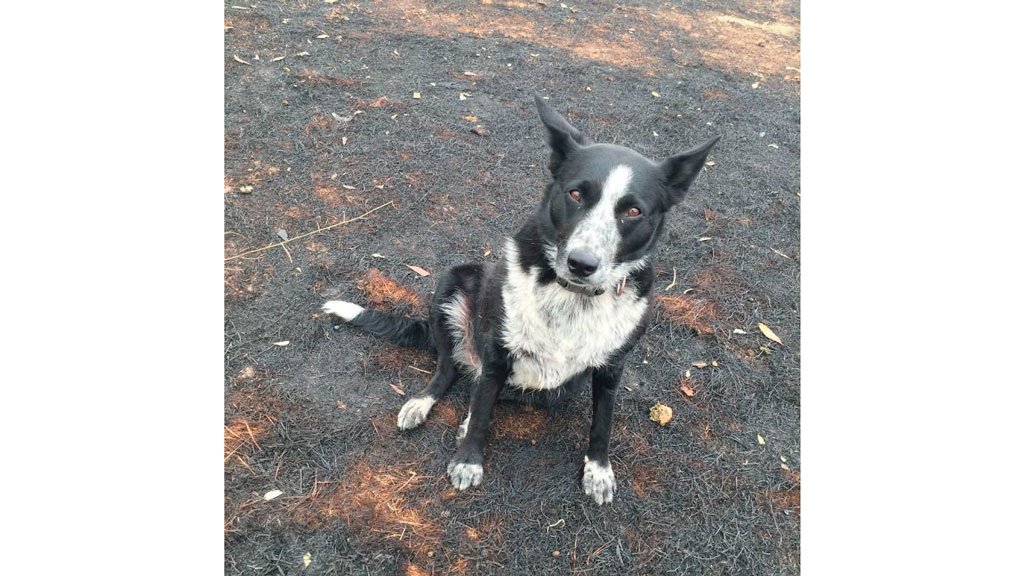 border-collie-saves-sheep-fire-australia-4-5e143c4e21890__700