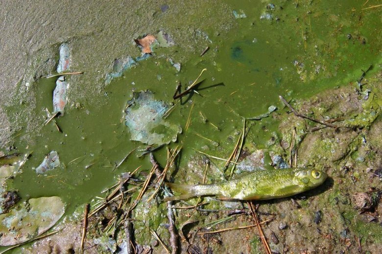 В наши дни цветение токсичных микробов приводит к гибели рыб и становится все более распространенным явлением в пресноводных озерах. Фото: Wikimedia Commons