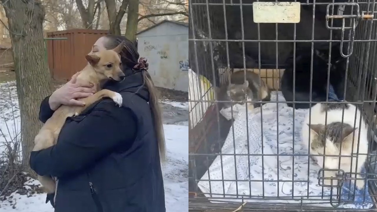 В Ростове-на-Дону спасают животных из обрушившегося жилого дома - Питомцы  Mail.ru