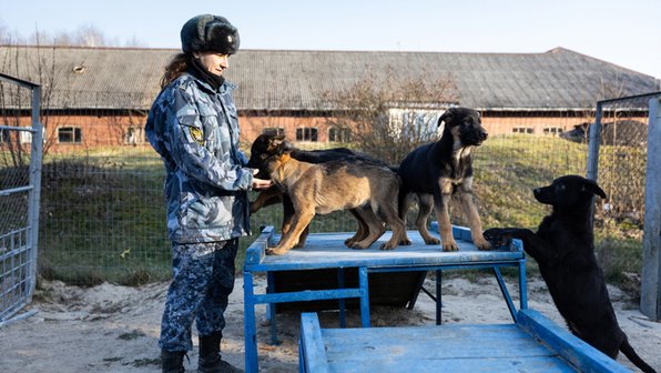 Из щенков в «офицеры»: в УФСИН показали тренировку собак