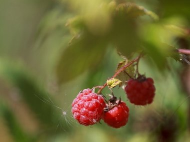 slide image for gallery: 27650 | Национальный парк «Валдайский»