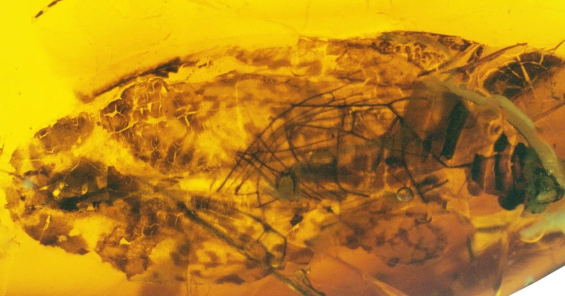 В янтаре нашли «металлического» таракана эпохи динозавров