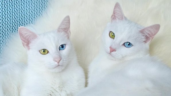 Кошки-близняшки из Петербурга признаны самыми красивыми в мире