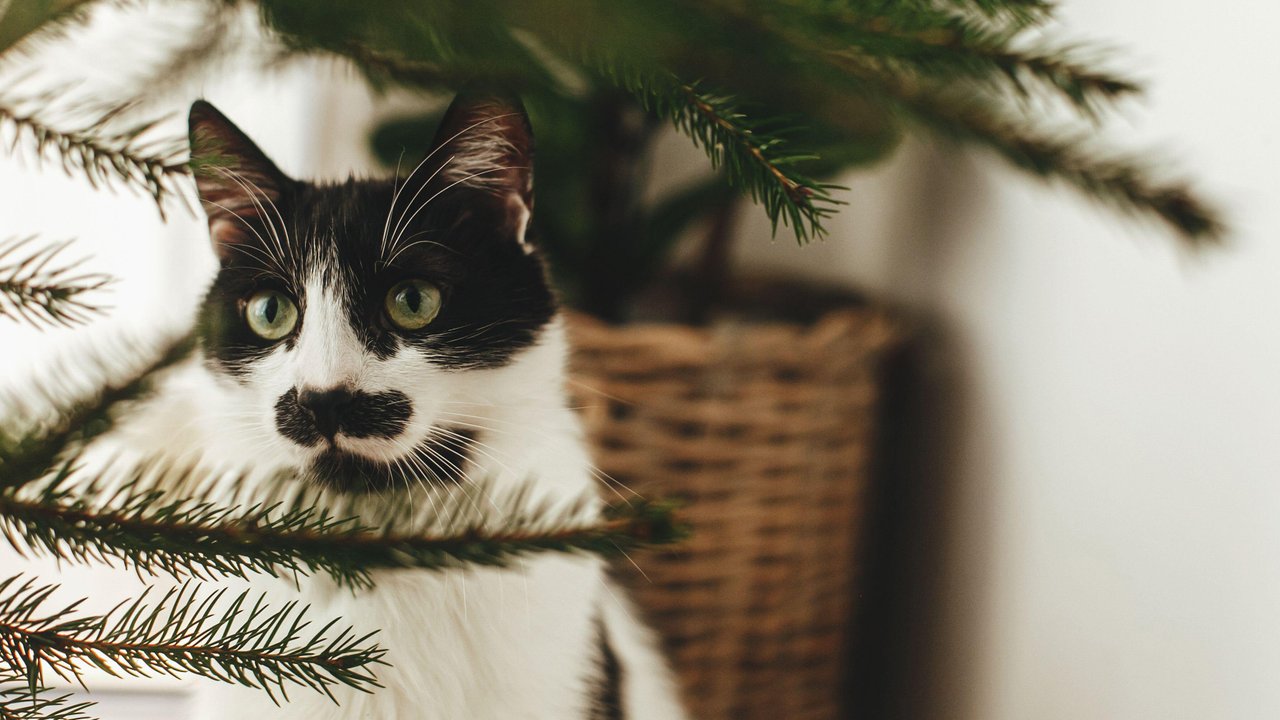Как защитить елку от кота | Советы «Питомцев» - Питомцы Mail.ru