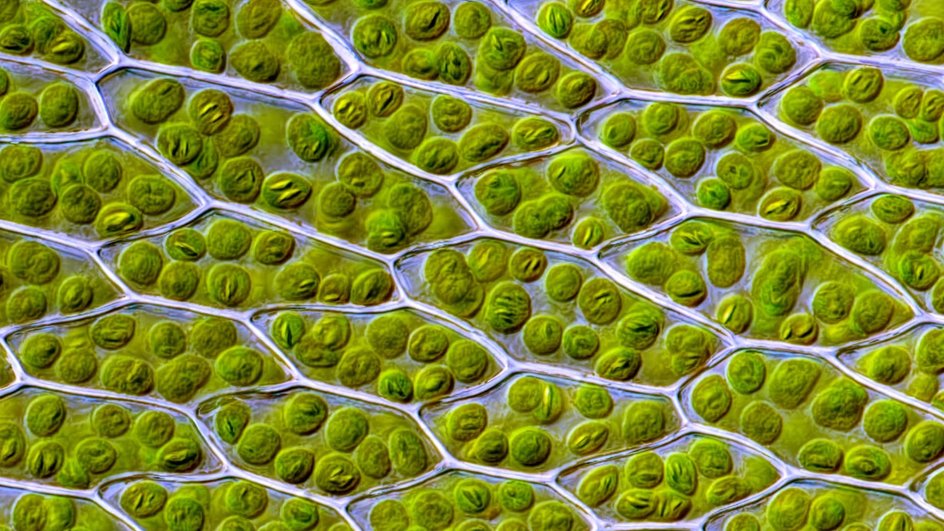 Живые клетки мха под микроскопом. Зеленые кружки показывают их хлоропласты