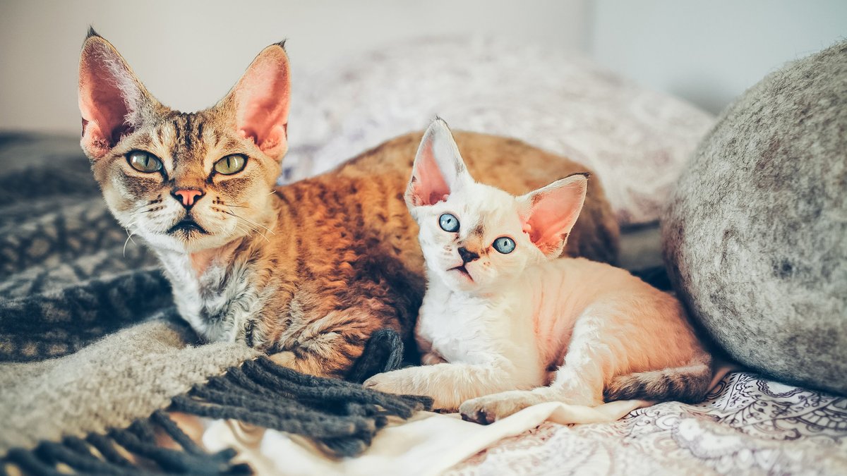 8 мифов об аллергии на кошек - Питомцы Mail.ru