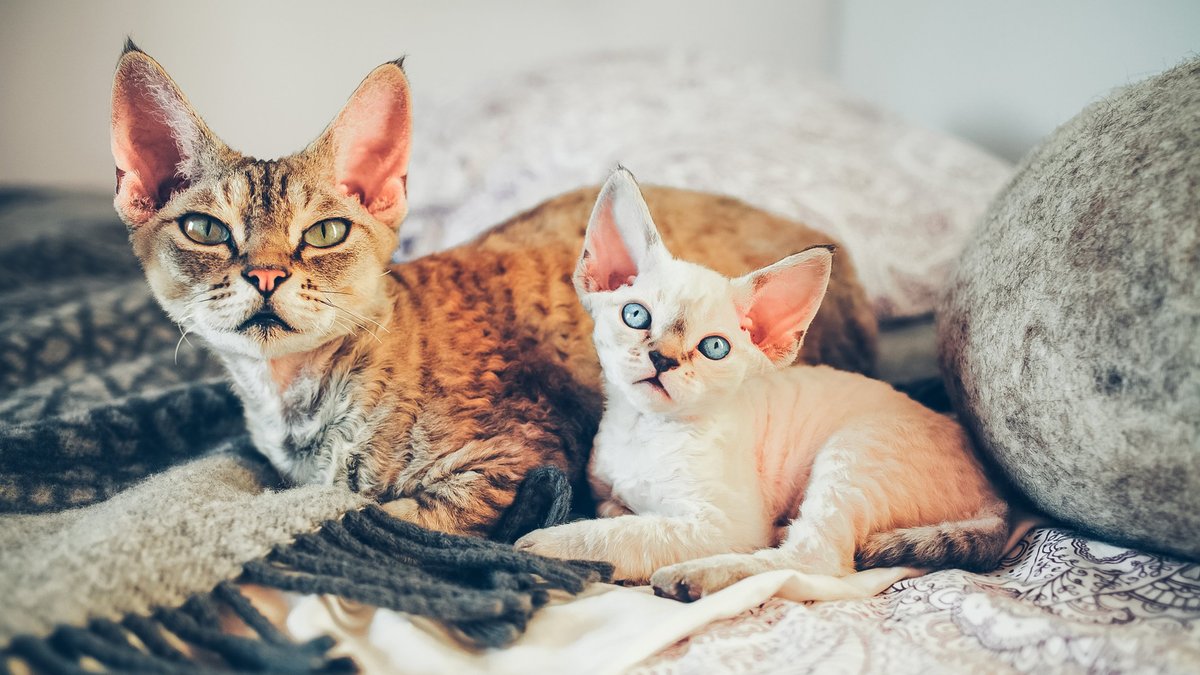 Аллергия на кошек